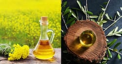सरसों का तेल या जैतून का? कौन सा अधिक स्वास्थ्यवर्धक है?