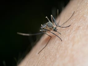 Zika Virus Update: Maharashtra Records 8 Cases, Government Prompts Health Screening Of Pregnant Women