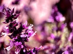 Vervain: What Are The Health Benefits Of This Rare Herb?