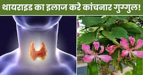 थायराइड फंक्शन को ठीक कर सकता है कांचनार गुग्गुल, रोजाना ऐसे करें सेवन थायराइड फंक्शन को ठीक कर सकता है कांचनार गुग्गुल, रोजाना ऐसे करें सेवन