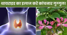 थायराइड फंक्शन को ठीक कर सकता है कांचनार गुग्गुल, रोजाना ऐसे करें सेवन