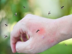 World Mosquito Day: Know About These 10 New Mosquito-Borne Diseases And Their Health Impact