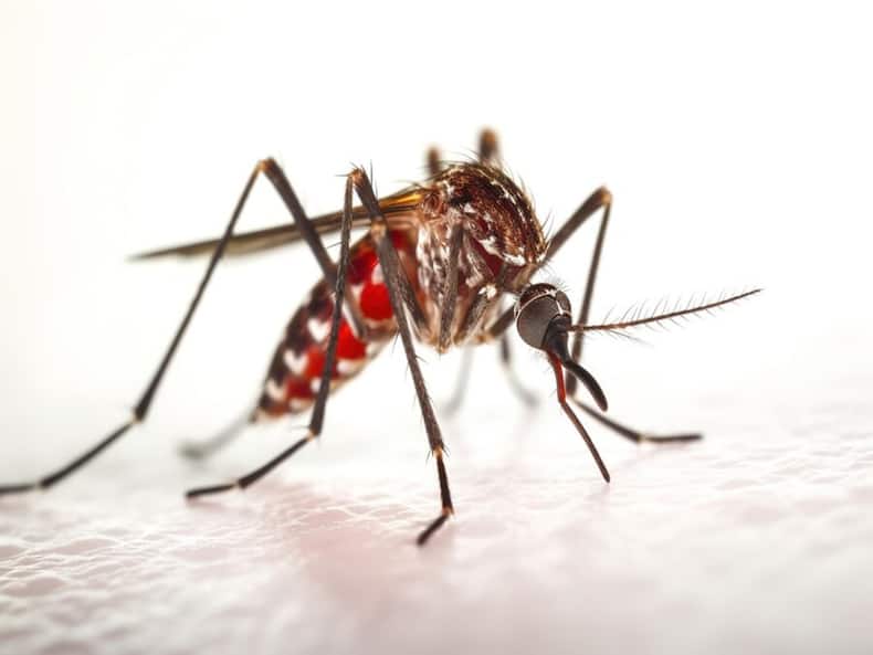 World Mosquito Day: Know About These 10 New Mosquito-Borne Diseases And Their Health Impact