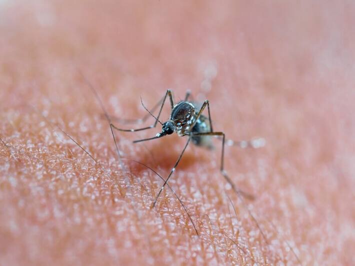 World Mosquito Day: Know About These 10 New Mosquito-Borne Diseases And ...
