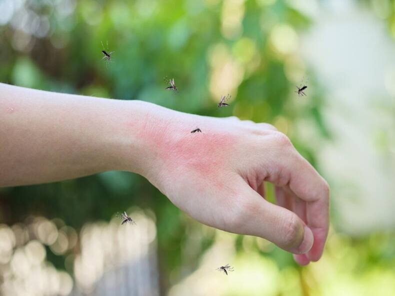 World Mosquito Day: Know About These 10 New Mosquito-Borne Diseases And Their Health Impact
