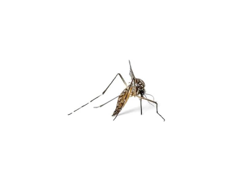 World Mosquito Day: Know About These 10 New Mosquito-Borne Diseases And Their Health Impact