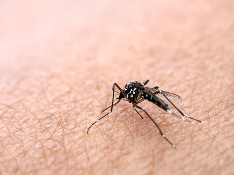 World Mosquito Day: Know About These 10 New Mosquito-Borne Diseases And Their Health Impact