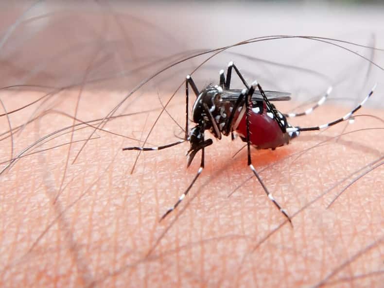 World Mosquito Day: Know About These 10 New Mosquito-Borne Diseases And Their Health Impact