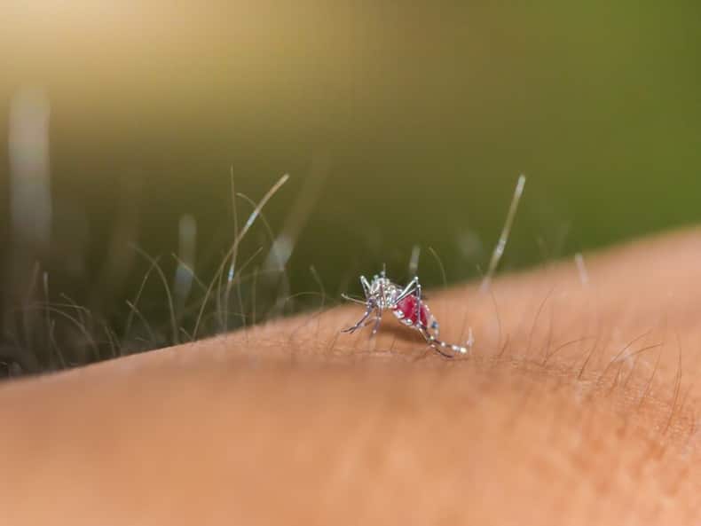 World Mosquito Day: Know About These 10 New Mosquito-Borne Diseases And Their Health Impact