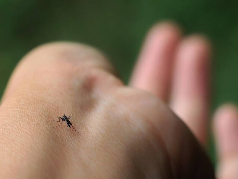 World Mosquito Day: Know About These 10 New Mosquito-Borne Diseases And Their Health Impact