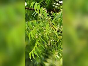 1 महीने तक नीम की पत्तियां चबाने से क्या होगा?