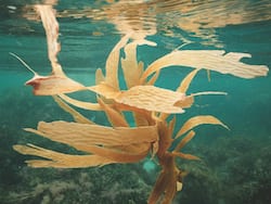 Seaweed Antioxidants Effective In Prevention Of Parkinson's Disease