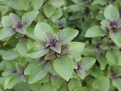 7 Most Healthy Ways To Consume Tulsi Leaves Every Morning