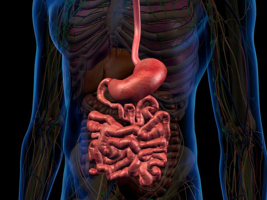 Inflammatory Bowel Disease: Causes, Treatment And Life With IBD