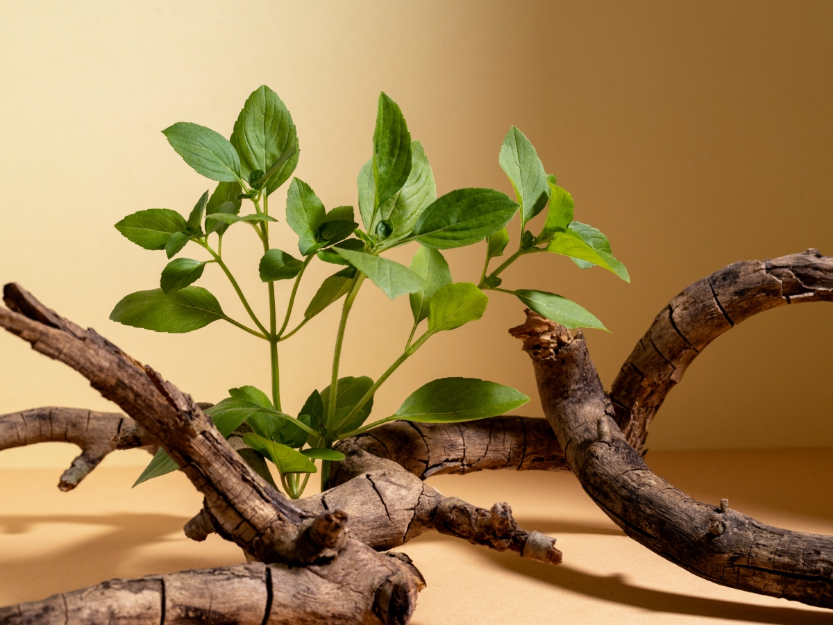 AYUSH: A Treasure Of Traditional Indian Medicine