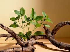AYUSH: A Treasure Of Traditional Indian Medicine