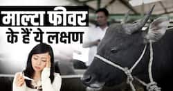 Malta Fever Symptoms: माल्टा फिवर के बढ़ सकते हैं मामले! जानें क्या हैं लक्षण