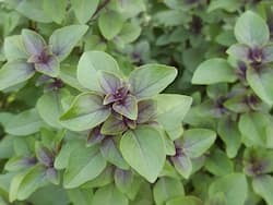 5 Health Benefits Of Tulsi Kadha Besides Treating Cold And Cough