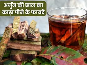 अर्जुन की छाल के पत्तों का काढ़ा पीने से दूर होती हैं ये 5 समस्याएं, इस तरह घर पर करें तैयार