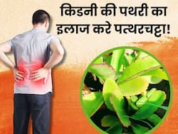 किडनी की पथरी को तोड़कर बाहर निकाल फेकेगा पत्थरचट्टा, जानिए फायदे और सेवन का तरीका