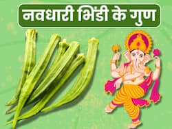 क्या है नवधारी भिंडी जिसका भोग लगाया जाता है गणपति बाप्पा को, जानें इसके फायदे और गुण