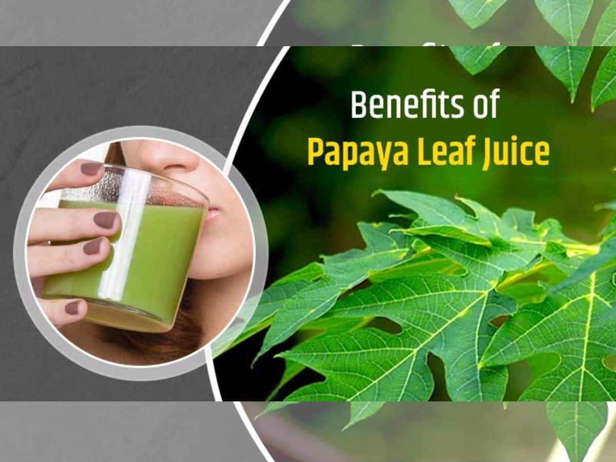 7 Surprising Benefits of Papaya Leaves Juice for Dengue Recovery TheHealthSite