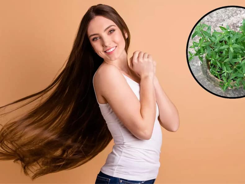 बालों की चमक बढ़ाने के लिए इस्तेमाल करें ये फ्री में मिलने वाली पत्तियां, Hair Fall से भी मिलेगा छुटकारा