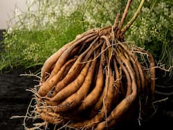 पुरुषों के लिए बहुत फायदेमंद है शतावरी, इन 5 समस्याओं को कर सकती है दूर