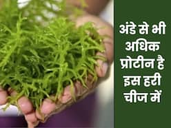 अंडे से कई गुना अधिक प्रोटीन होता है इस हरी चीज में, कैंसर और डायबिटीज जैसी बीमारियों से भी बचाता है