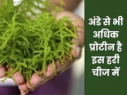 अंडे से कई गुना अधिक प्रोटीन होता है इस हरी चीज में, कैंसर और डायबिटीज जैसी बीमारियों से भी बचाता है