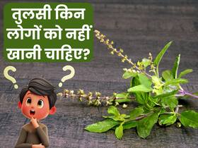 इन 5 लोगों को नहीं खानी चाहिए तुलसी की पत्तियां, बढ़ सकती हैं परेशानियां