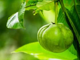4 Lesser-Known Fruits With Amazing Health Benefits