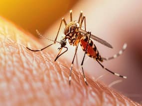Dengue Outbreak In Manipur: Health Minister Appeals For Collective Community Participation To Combat The Disease