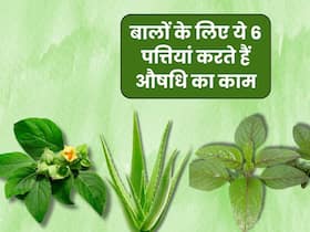 ये 6 पेड़ बालों के लिए करते हैं औषधि का काम, घर पर लगाना और इस्तेमाल करना भी है आसान ये 6 पेड़ बालों के लिए करते हैं औषधि का काम, घर पर लगाना और इस्तेमाल करना भी है आसान