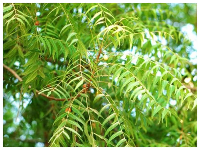 बालों की चमक बढ़ाने के लिए इस्तेमाल करें ये फ्री में मिलने वाली पत्तियां, Hair Fall से भी मिलेगा छुटकारा