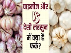 देसी और चाइनीज़ लहसुन की ऐसे करें पहचान, देखें पूरी वीडियो