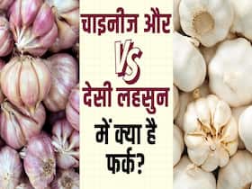 देसी और चाइनीज़ लहसुन की ऐसे करें पहचान, देखें पूरी वीडियो