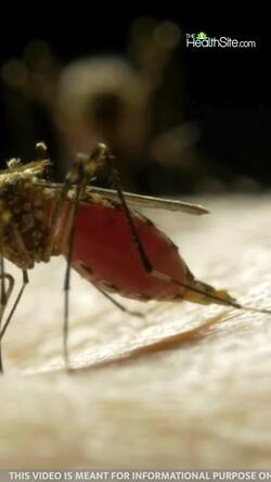 When does dengue become fatal?
