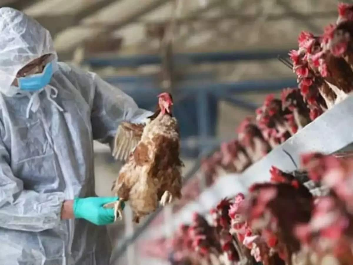 Bird Flu Outbreak In US Total Tally Of Human Infections Rises To 31 In