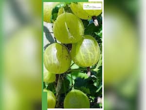 रोज खाली पेट 1 आंवला खाने से क्या होता है?