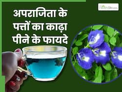 अपराजिता के पत्तों का काढ़ा पीने से दूर होती हैं ये 5 बीमारियां, इस तरह करें तैयार