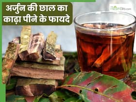अर्जुन की छाल का काढ़ा पीने दूर होती हैं ये 5 परेशानियां, इस समय करें सेवन