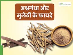अश्वगंधा और मुलेठी एक साथ खाने से दूर होती हैं ये 5 समस्याएं, इस तरह करें सेवन