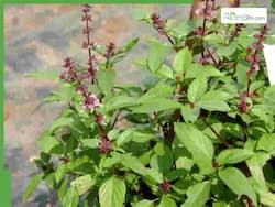 Tulsi for Stress Relief: How To Use Holy Basil To Lower Cortisol Levels, And Beat Anxiety Naturally
