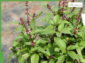 Tulsi for Stress Relief: How To Use Holy Basil To Lower Cortisol Levels, And Beat Anxiety Naturally Tulsi for Stress Relief: How To Use Holy Basil To Lower Cortisol Levels, And Beat Anxiety Naturally