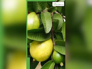 अमरूद की पत्तियों को चबाने के 7 फायदे