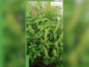 तुलसी के पत्तों को चबाने के 7 चौंकाने वाले फायदे