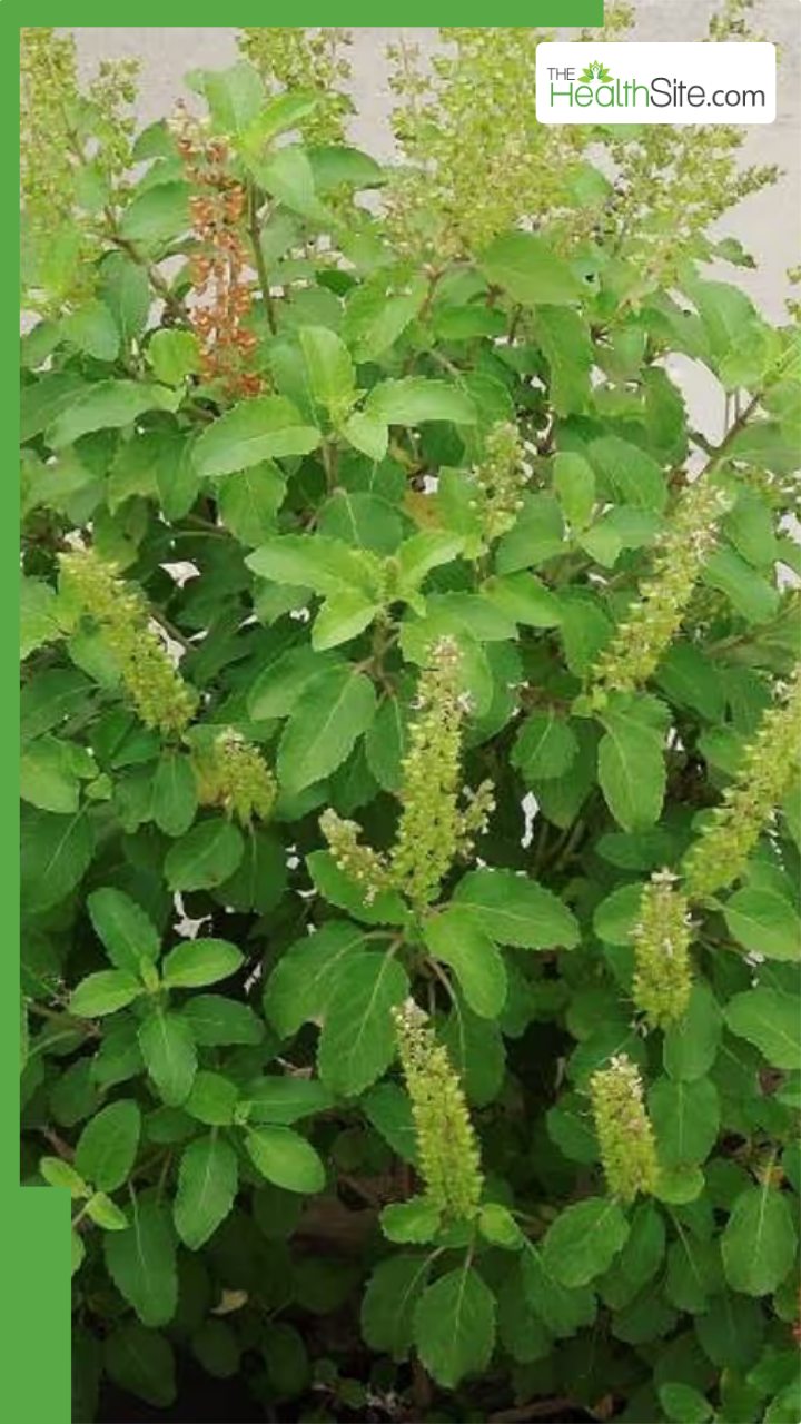 तुलसी के पत्तों को चबाने के 7 चौंकाने वाले फायदे