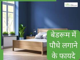बेडरूम में पौधे लगाने से होते हैं ये 5 फायदे, पूरा परिवार रहता है स्वस्थ