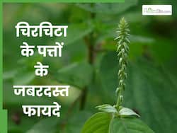 चिरचिटा के पत्तों का इस्तेमाल करने से दूर होती हैं ये 5 समस्याएं, ऐसे करें प्रयोग